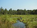 de:' Pietzmoor bei Schneverdingen