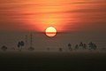 Image 16Sunrise on paddy fields near Eluru