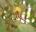 Argiope pulchella, from Bangalore, India