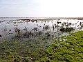 Lauwersmeer