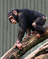 Chimp (Pan troglodytes)