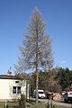 Larix decidua