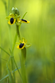 Ophrys lutea France - Var Hyères