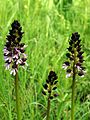 Orchis purpurea Germany - Saarland