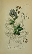 Aconitum nasutum