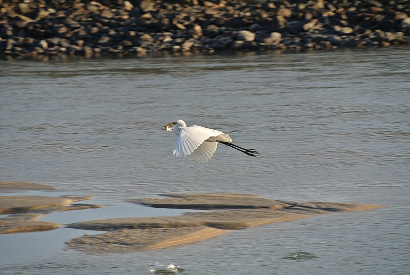 File:Flying egret with its kill.jpg