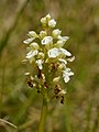 Orchis purpurea f. albida France - Riez de Boffles