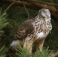 Goshawk (May)