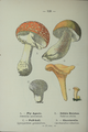 Plate 128 Fungi