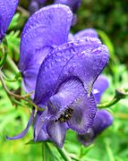 Aconitum napellus Type species