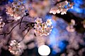 * Nomination Cherry Blossoms at the University of British Columbia --Xicotencatl 04:44, 30 March 2016 (UTC) * Decline Noisy and lack of details. Bright spot is disturbing. --Uoaei1 08:36, 30 March 2016 (UTC)