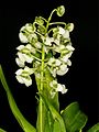 Zygostates grandiflora inflorescence