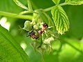 workers on raspberry