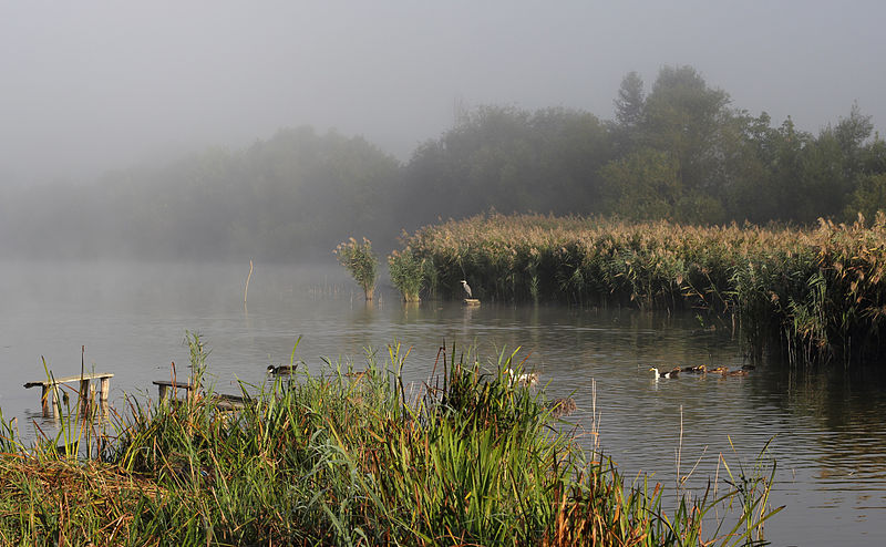 File:Komargorod pond 2013 G3.jpg