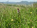 Orchis purpurea Germany - Ilbesheim, Kleine Kalmit