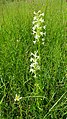 Platanthera bifolia Germany - Beckingen