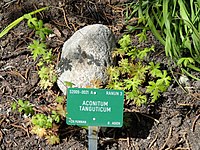 Aconitum tanguticum