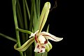 Cymbidium lancifolium