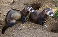 Ferrets (Mustela putorius) at Skandinavisk Dyrepark, Denmark