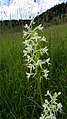 Platanthera bifolia Germany - Beckingen