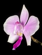 Phalaenopsis lowii