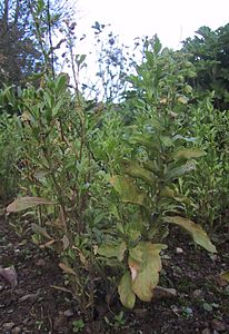 Reseda odorata