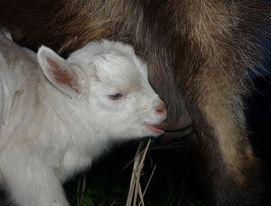 Goatling sucks mother's udder.