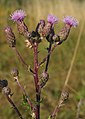 Cirsium arvense