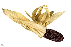 Zea mays 'Strawberry' - Museum specimen