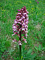 Orchis purpurea Thuringia, Germany