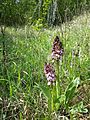 Orchis purpurea Austria - Lower Austria Burgstall (Haslach)