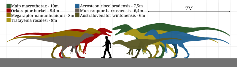 File:Megaraptoridae size chart.png