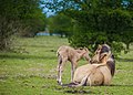 Mare & foal (December)