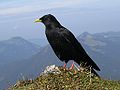 Alpine Chough