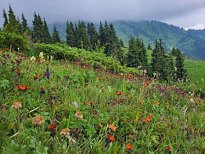 36. Ile-Alatau National Park author - EkaterinaK42