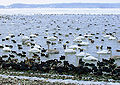 English: Mariager Fjord in winter is a resting place for many birds including Whooper Swan (Cygnus cygnus), Mute Swan (Cygnus olor), Mallard (Anas platyrhynchos) and Eurasian Coot (Fulica atra), all seen in the photo. Dansk: Mariager Fjord er om vinteren opholdssted for mange fugle, f.eks. sangsvane (Cygnus cygnus), knopsvane (Cygnus olor), gråand (Anas platyrhynchos) og blishøns (Fulica atra), der ses på fotoet.