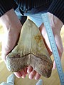 Tooth, with ruler for scale