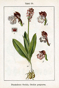 plate 10 archive copy at the Wayback Machine Orchis purpurea