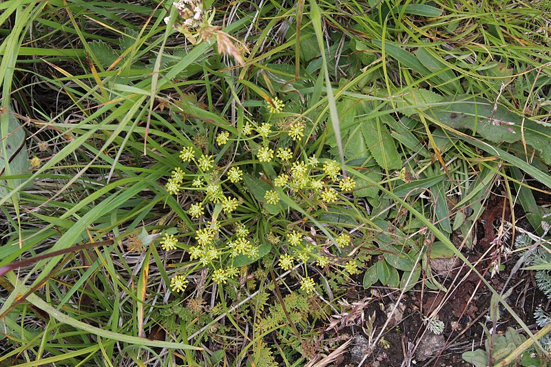 File:Chamaesciadium acaule 58486994.jpg