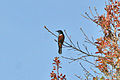 Male; Bhutan