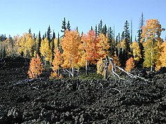 Aspen growing in lava rock, Dixie National Forest