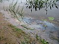 Oil sheen on Sandogardy Pond, Northfield, New Hampshire, USA (2008)