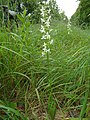 Platanthera bifolia Germany - Forchheim (bei Karlsruhe)