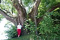 Remarkable Tilia platyphyllos of Conjoux (Belgium).