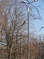 "Lamp_posts.JPG" by User:KillFighter