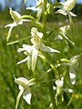 Platanthera bifolia Germany - Hüfingen