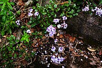 Veronica hulkeana (Hebe hulkeana)