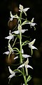 Platanthera bifolia Germany - Schwäbisch-Fränkische Waldberge