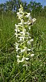 Platanthera bifolia Germany - Taubergießen