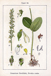 plate 19 archive copy at the Wayback Machine Listera ovata Neottia ovata